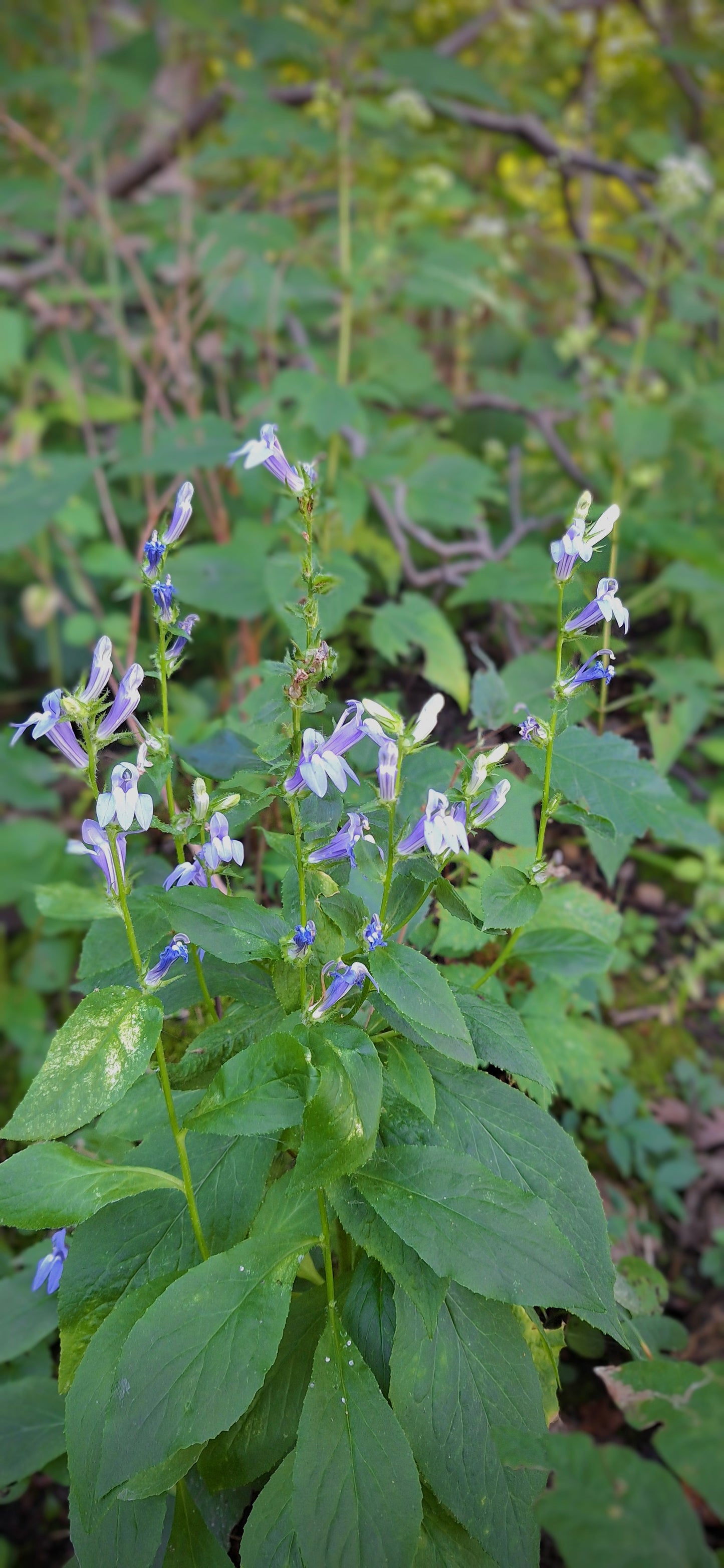 Great Blue Lobelia