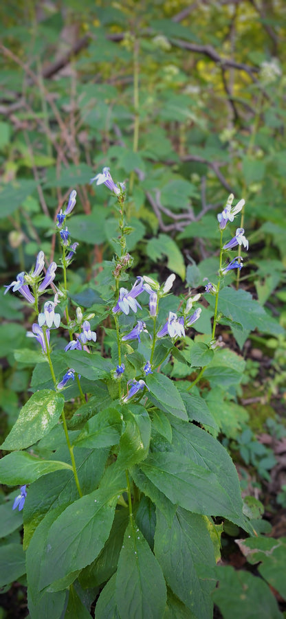 Great Blue Lobelia