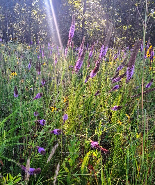 prairie blazingstar