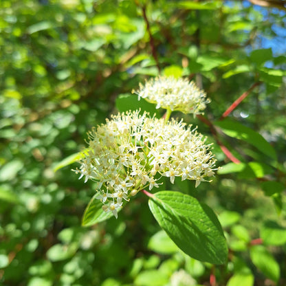 Redosier Dogwood