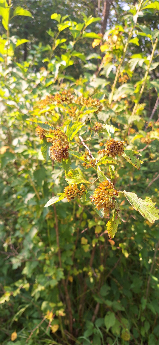 ninebark