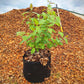 Redosier Dogwood