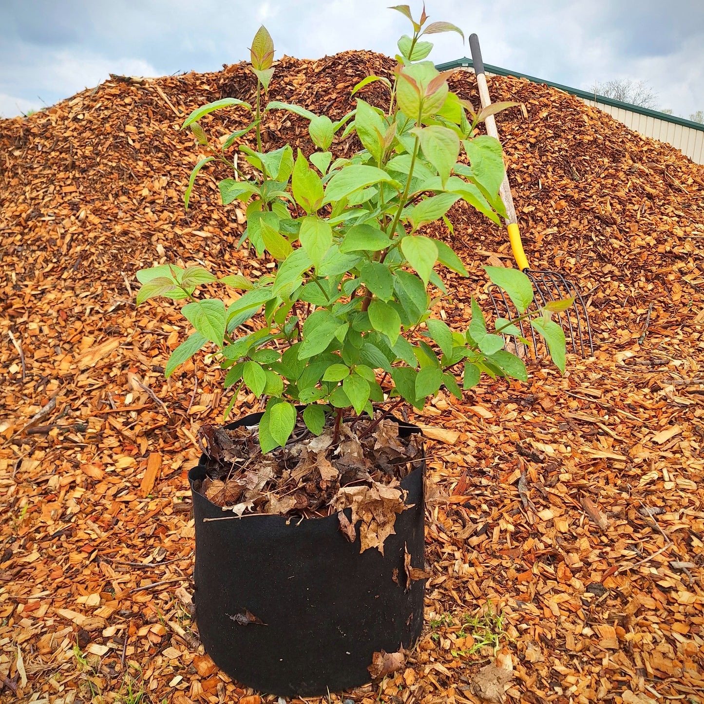 Redosier Dogwood