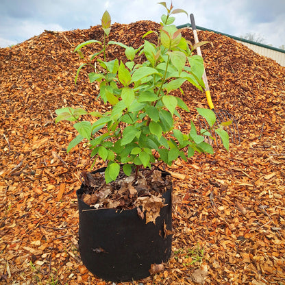 Redosier Dogwood