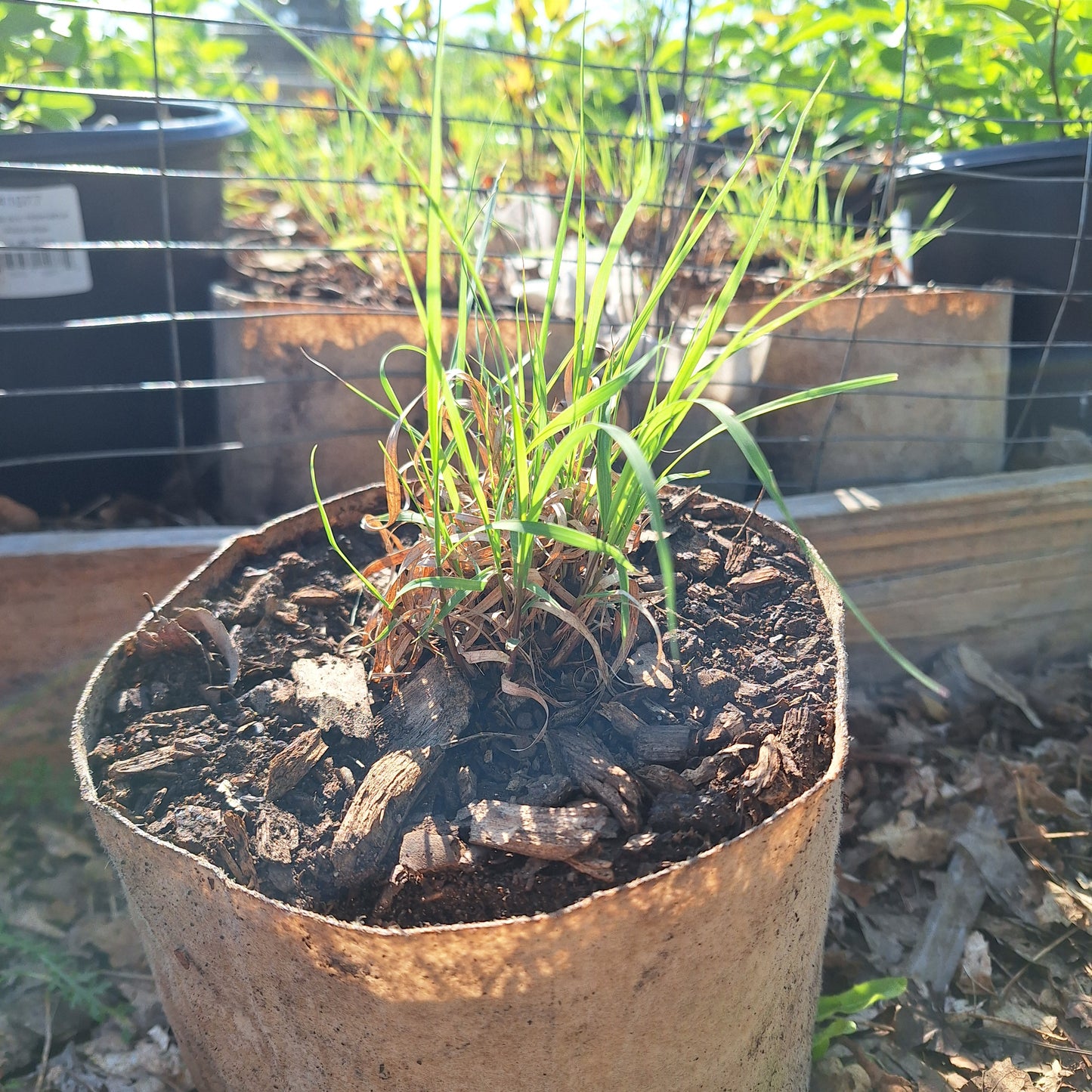 sideoats gramma