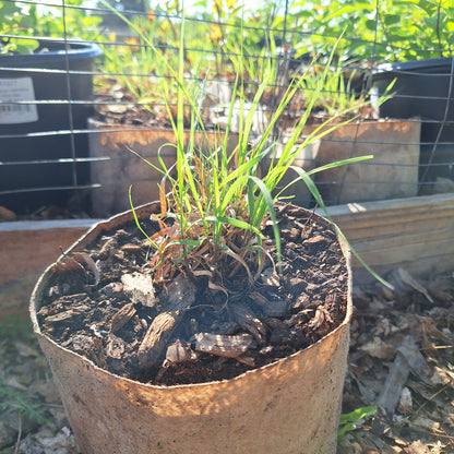 sideoats gramma