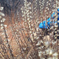 prairie willow