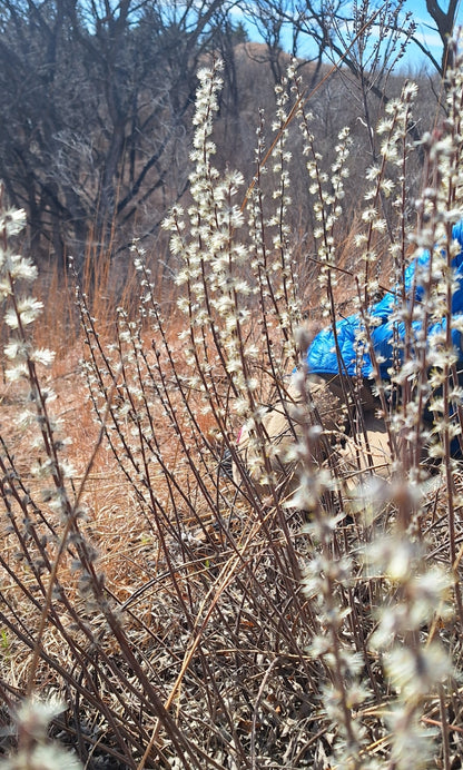 prairie willow