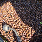 Bur oak acorns