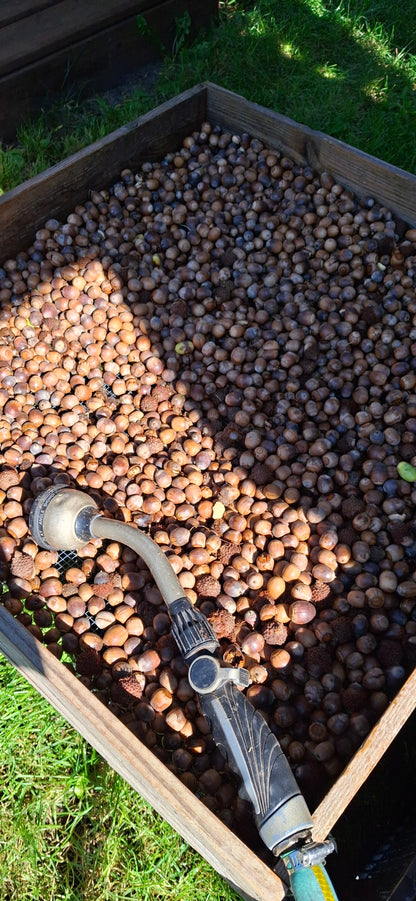 Bur oak acorns