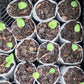 Jack-in-the-pulpit