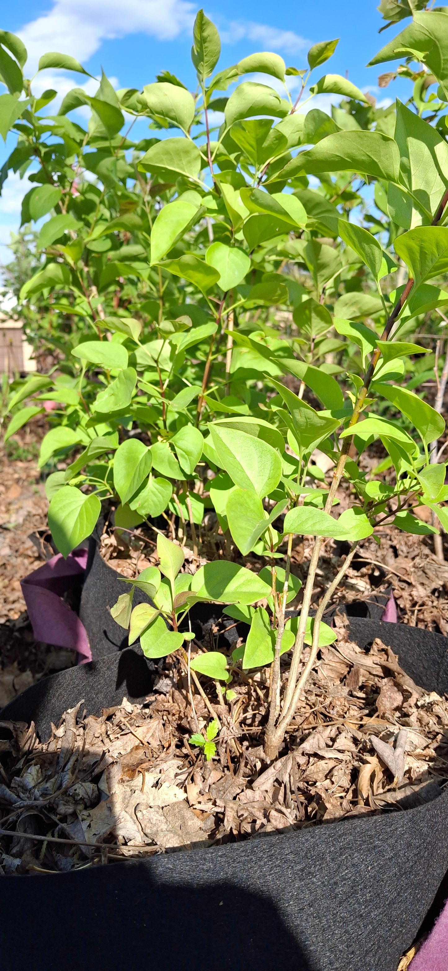 old fashioned lilac