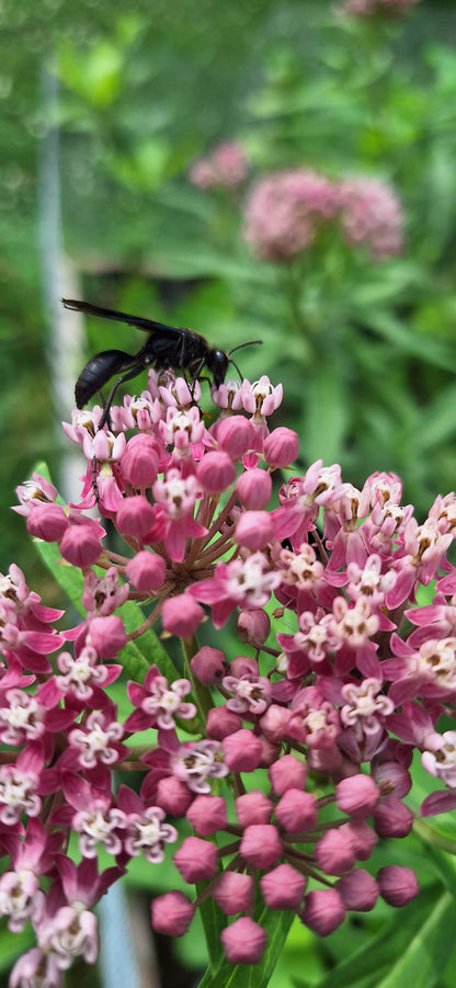 rose milkweed seed, clean