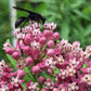 rose milkweed