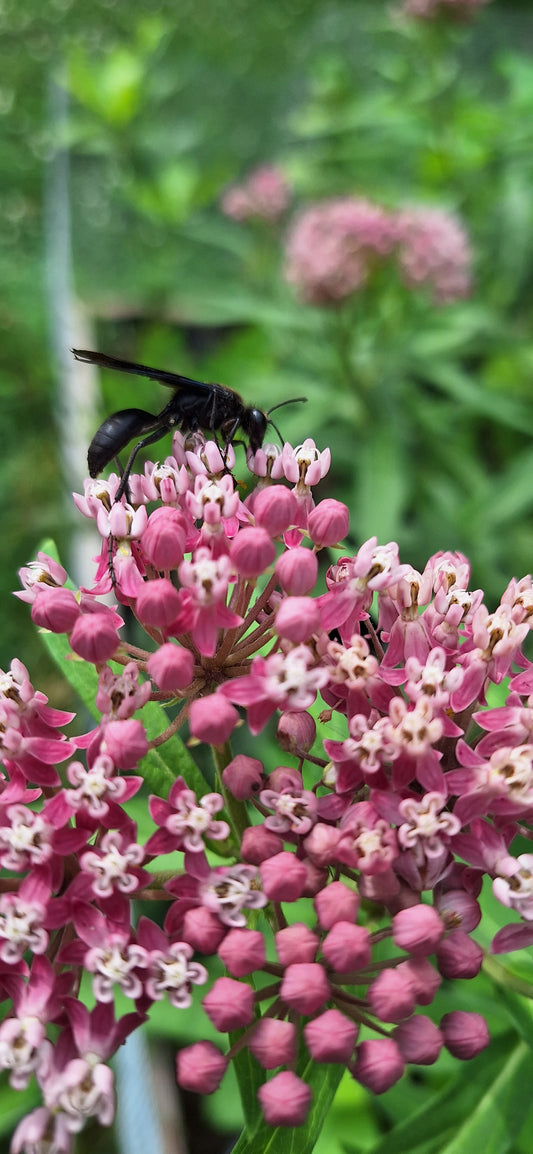 rose milkweed