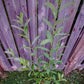 Pussywillow