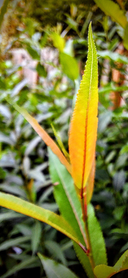 Meadow Willow