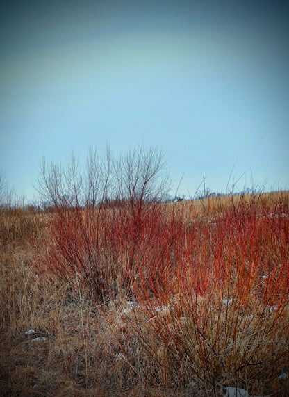 Meadow Willow