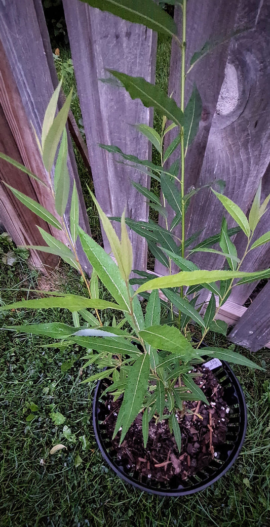 Meadow Willow