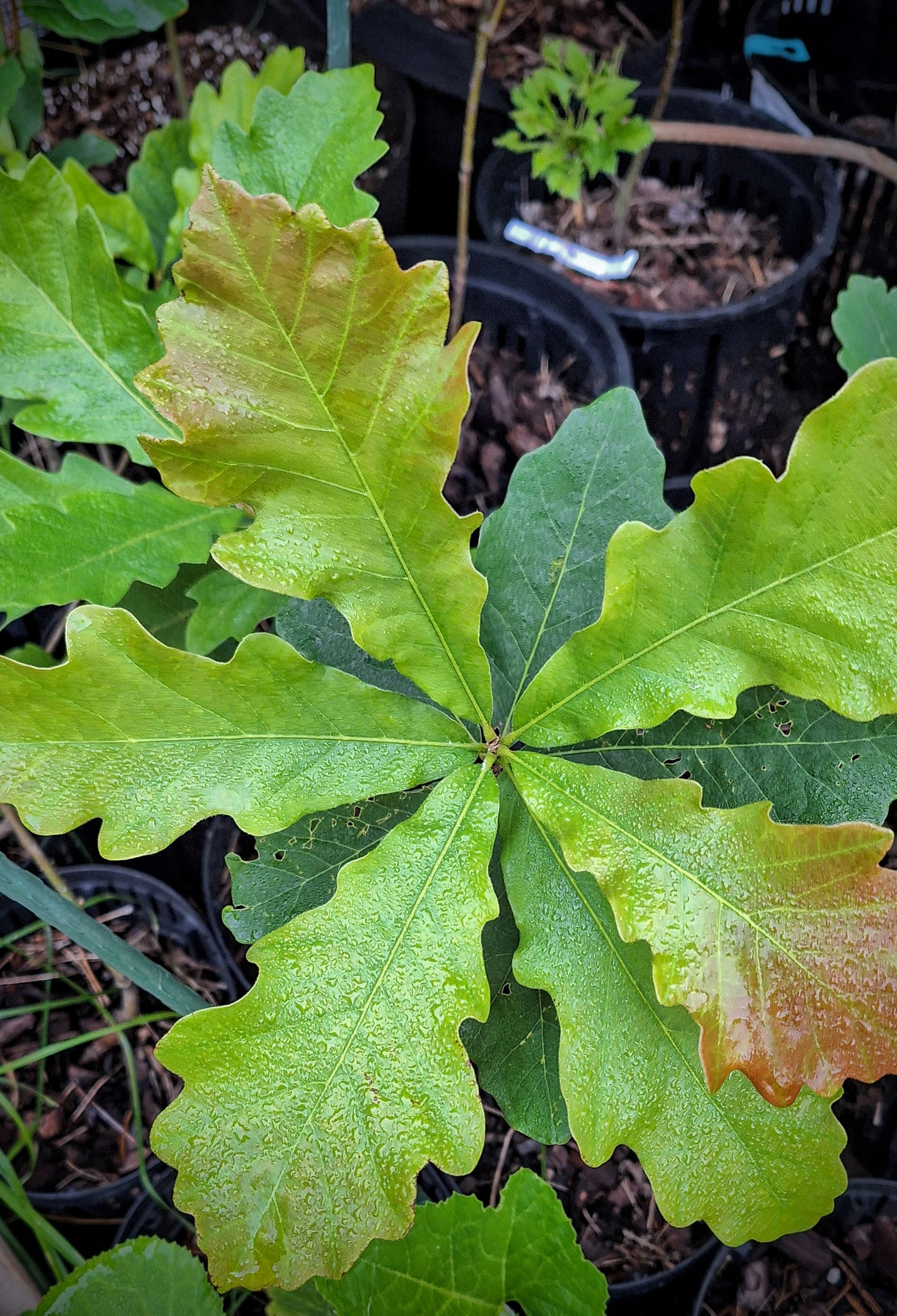 swamp white oak