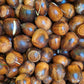 Swamp White Oak Acorns