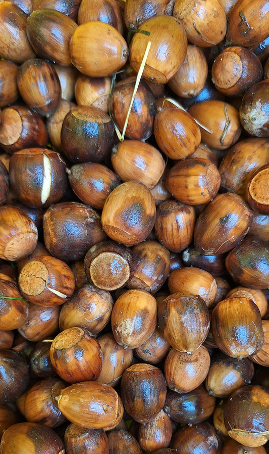Swamp White Oak Acorns