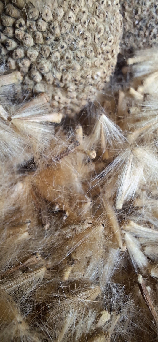 American sycamore seed