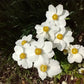 Canada anemone