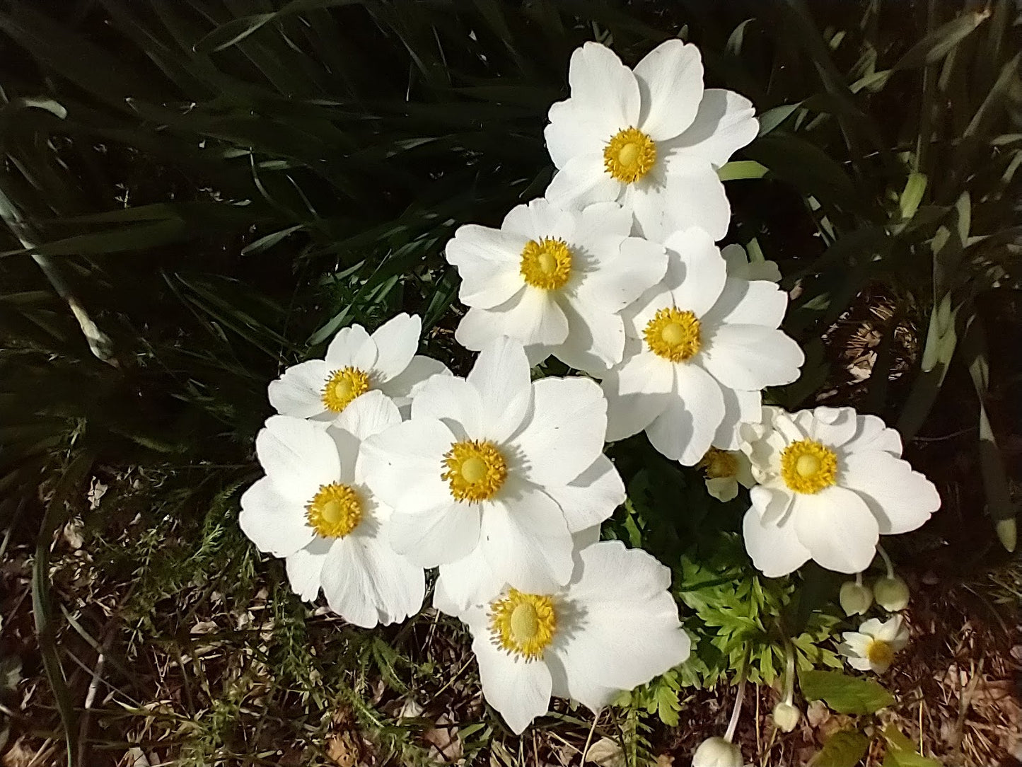 Canada anemone